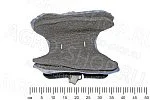 Седелка горбатая